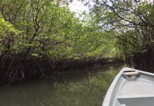 Du lịch Bintan – Khám phá rừng ngập mặn, làng chài Senggarang